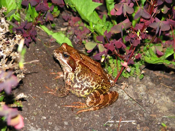 Yeşil çimlerde kahverengi kurbağa.