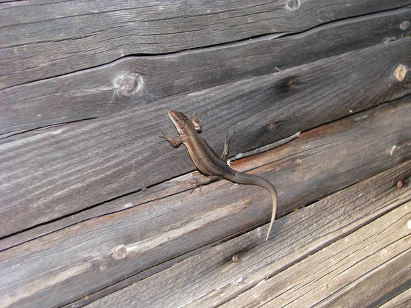 木制墙壁上的小褐色蜥蜴 — 图库照片