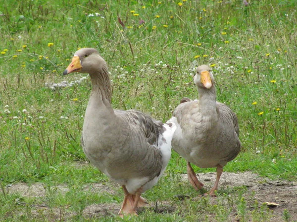 Zwei Gänse Auf Sommerspaziergang — Stockfoto