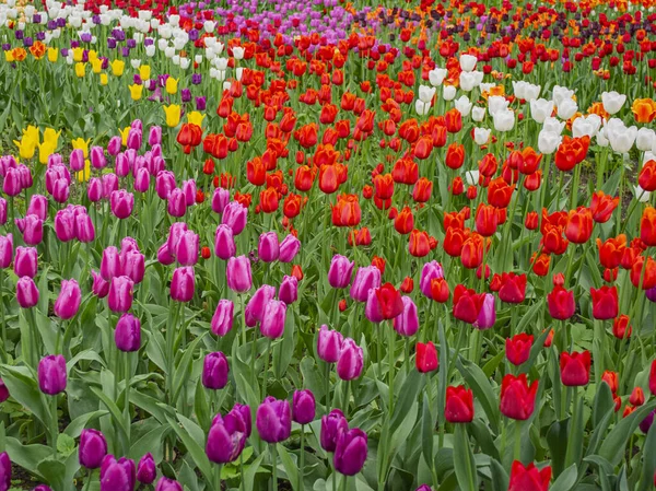 Tulipanes florecientes. Tulipanes blancos, rojos, amarillos, lila . — Foto de Stock