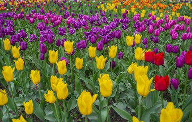 Çiçek açan laleler. Beyaz, kırmızı, sarı, leylak laleler.