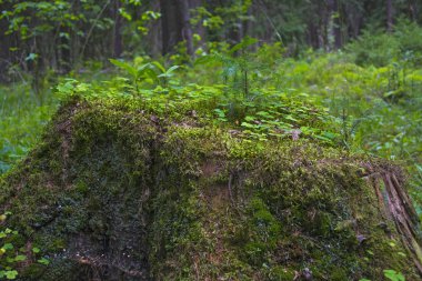 Yeşillik ve yosunlarla kaplanmış büyük bir kütük..