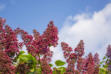 Açık güneşli bir günde mavi gökyüzünde açan leylak dalı