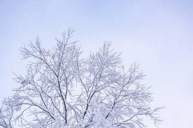 Kış ormanlarında gökyüzüne karşı ağaç dalları