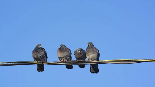 Un groupe de pigeons perchés sur une ligne électrique contre un ciel bleu . — Photo