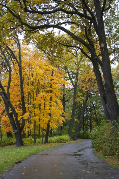 Alley in the autumn park in cloudy weather. Golden autumn. — Stock Photo, Image