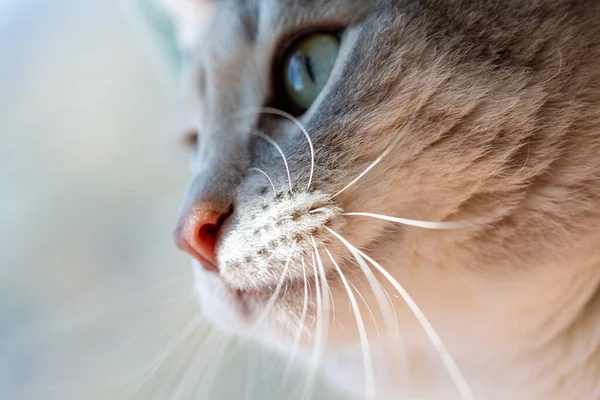 Testa di gatto da vicino, messa a fuoco morbida, sfocatura — Foto Stock