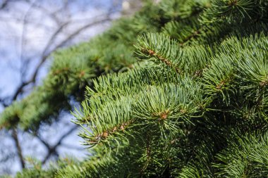 Noel ağacı dallarının arkaplanı