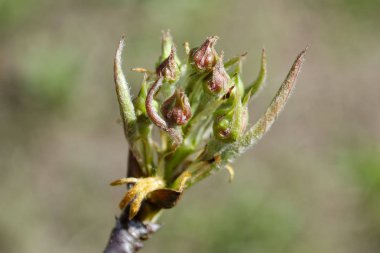Bir meyve ağacının dalındaki iki tomurcuk makro yakın plan, bahar mevsiminde doğa, botanik arka plan