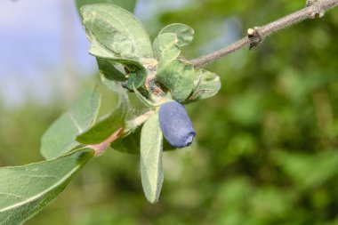 Birkaç olgun hanımeli böğürtleni bir dala asılmış. Vahşi doğada yetişen olgunlaşmış böğürtlen. Hanımeli..