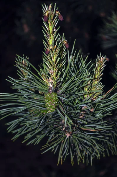 Fechar-se de um jovem cone de pinho verde pendurado no ramo de um pinheiro . — Fotografia de Stock