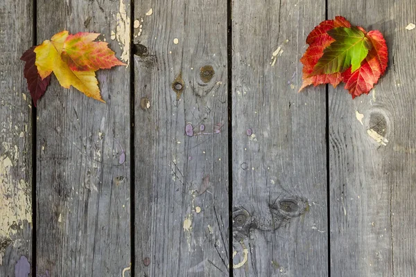 Kolorowe, jasne jesienne liście graniczące z drewnianymi deskami rustykalnymi — Zdjęcie stockowe