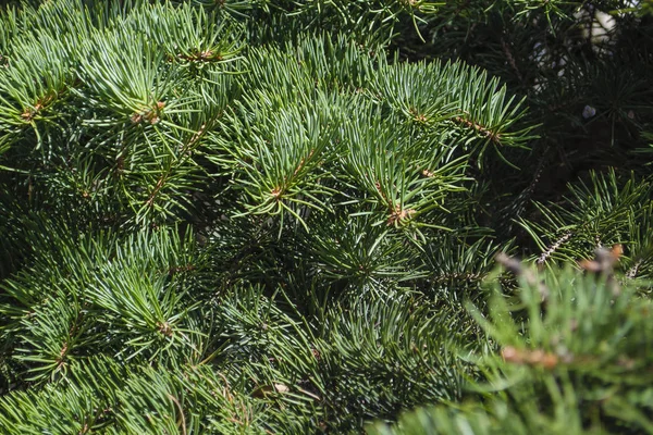 Background of Christmas tree branches — Stock Photo, Image