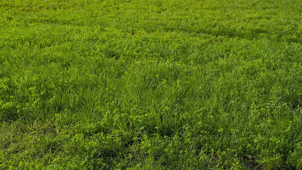 Plantas verdes e grama. no fundo ao ar livre — Fotografia de Stock