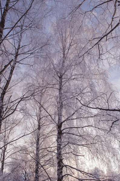 Abedul en invierno con nieve — Foto de Stock