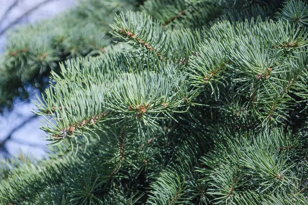 Sfondo di rami di albero di Natale — Foto Stock