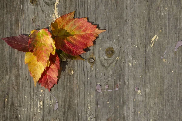 Folhas de outono brilhantes coloridas que fazem fronteira com tábuas de madeira rústicas — Fotografia de Stock