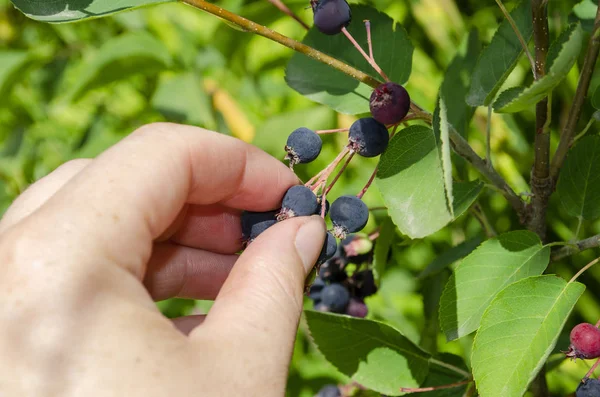 Woman picking blackberries on a farm. Amelanchier — Stock Photo, Image