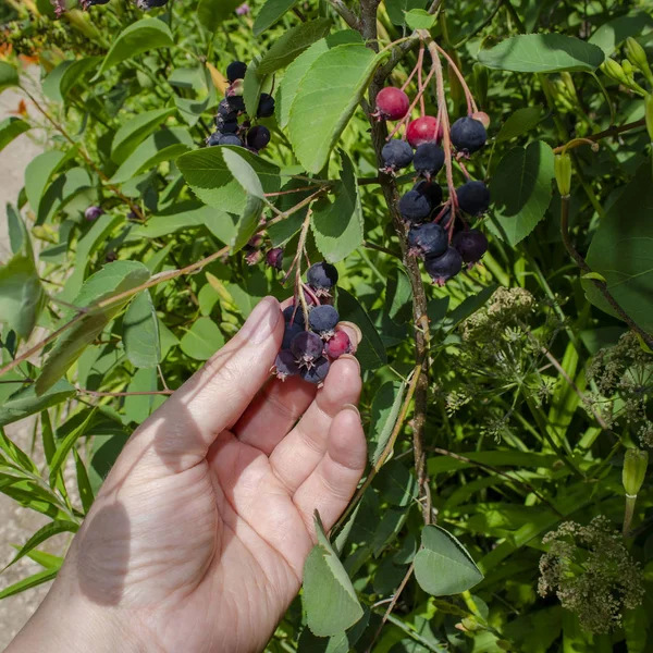 Woman picking blackberries on a farm. Amelanchier — Stock Photo, Image