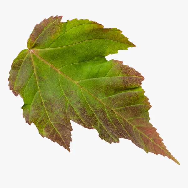 Осенний лист изолирован на белом фоне — стоковое фото