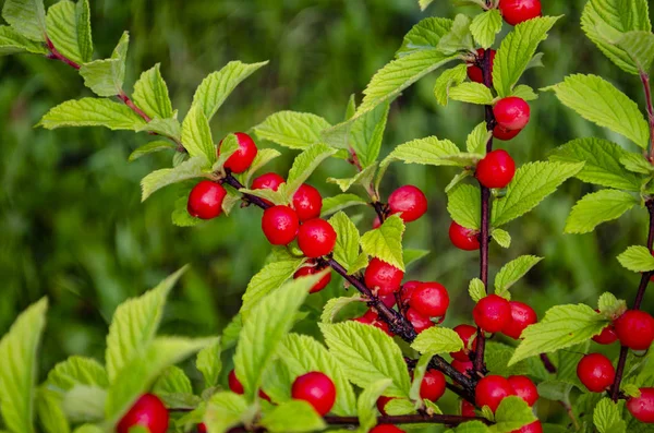 Red Nanking Bush Cherry in a garden. Prunus tomentosa — Stock Photo, Image