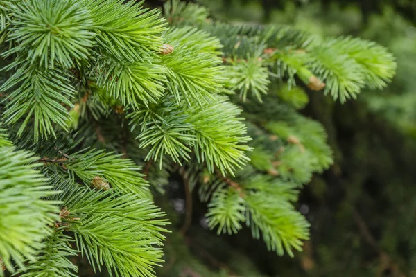 Een tak van een boom. Groene dennentak close-up op groene natuurlijke achtergrond. Dennenboom. Abstract groen patroon van dennennaalden. Natuurlijke schoonheid landschap, macro foto — Stockfoto