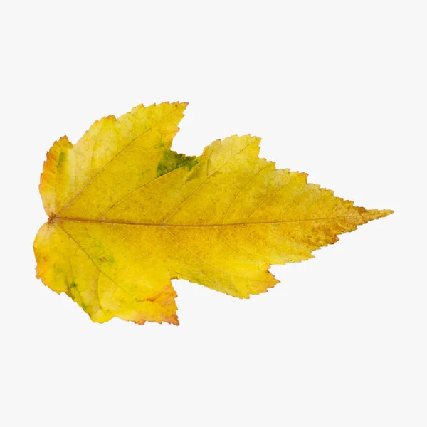 秋の葉の白い背景で隔離 — ストック写真