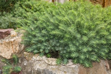 Fens Ruby selvi spurge (Euphorbia cyparissias Fens Ruby).