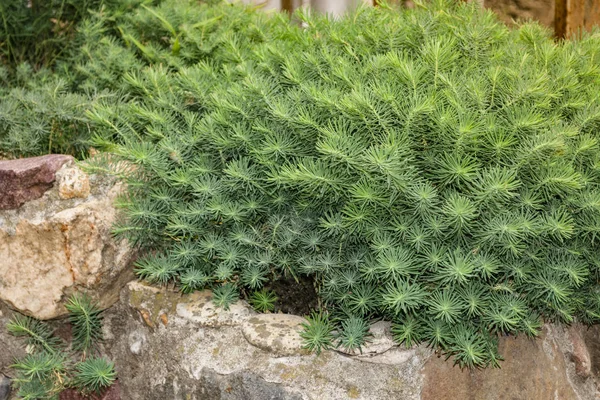 Fens Ruby selvi spurge (Euphorbia cyparissias Fens Ruby).