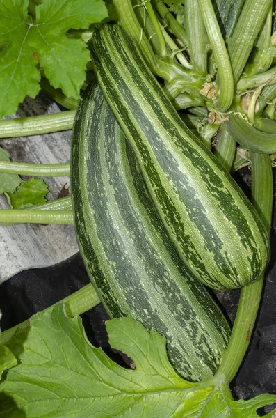 stock image pear-shaped pumpkin in the garden