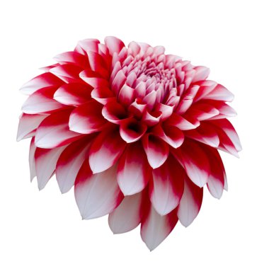 Güzel renkli dahlia çiçek beyaz bir arka plan üzerinde izole