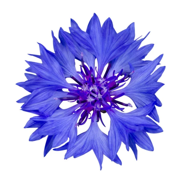 Einzelne blaue Kornblume - Blaue Zentaurea cyanus isoliert auf weißem Hintergrund — Stockfoto