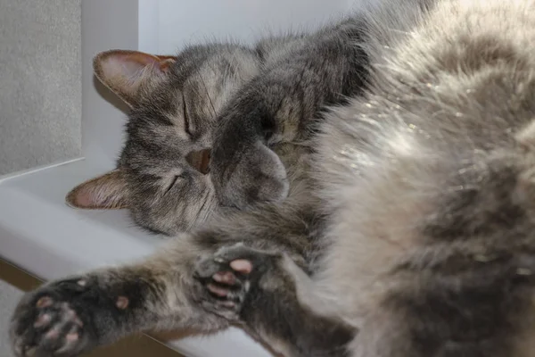 Faule Katze schläft den ganzen Tag. auf dem Rücken liegend — Stockfoto