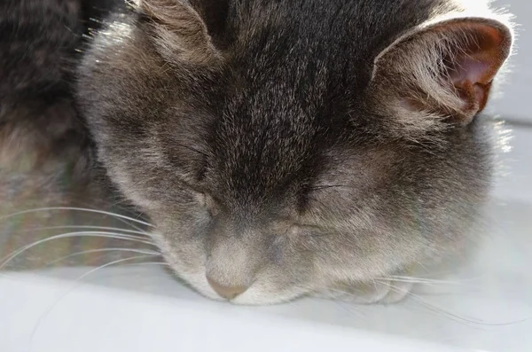 El gato duerme en la ventana — Foto de Stock