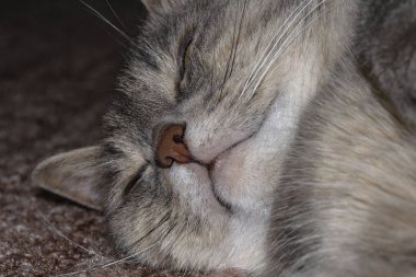 Gri yetişkin kırma kedi yerde yatar ve ön pençelerini uzatır.