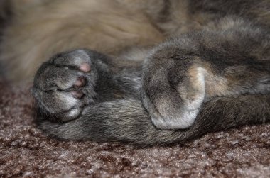 Gri fayansta kedi kuyruğu ve arka ayakları. Dünya Kedi Günü