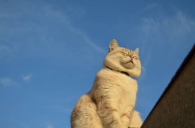 Tekir noktası kedisi