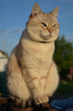 Tekir noktası kedisi