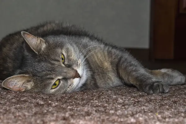 Šedá dospělá kocour leží na podlaze a natahuje přední tlapy — Stock fotografie