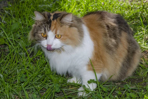 Çimenlerde oturan kırmızı kedi. Yaz bahçesindeki kedi. Kırmızı kedi yeşil bitkilerin yanında bahçede oturur. — Stok fotoğraf