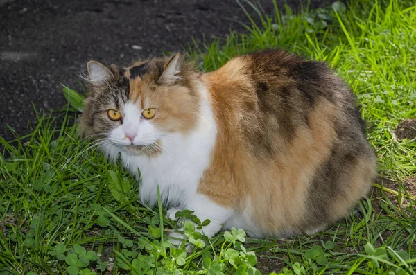잔디에 앉아 빨간 고양이. 여름 정원에서 고양이. 녹색 식물 옆에 있는 정원에 앉아 있는 빨간 고양이. — 스톡 사진