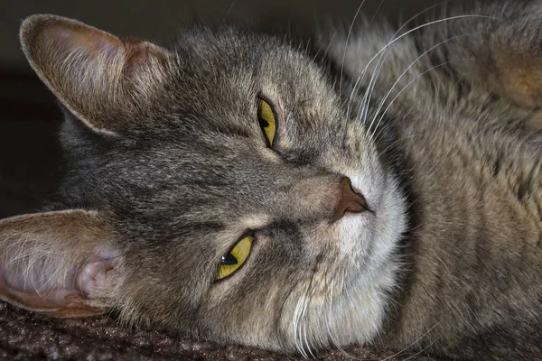 Gris adulto mestizo gato se encuentra en el suelo estirando las patas delanteras — Foto de Stock