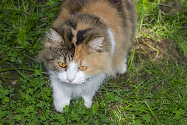 Gatito gris se cuela entre los matorrales como un gato salvaje — Foto de Stock