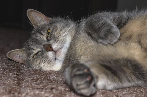회색 왜가리 고양이가 앞발을 펴고 바닥에 누워 있다 — 스톡 사진