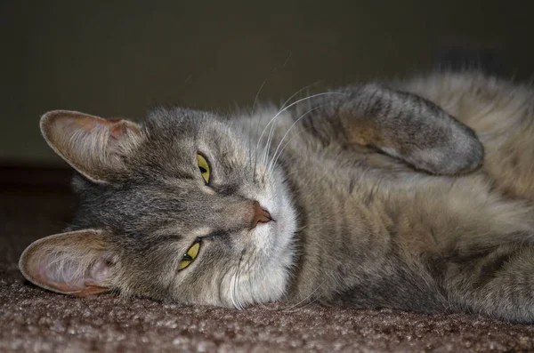 Gris adulto mestizo gato se encuentra en el suelo estirando las patas delanteras — Foto de Stock