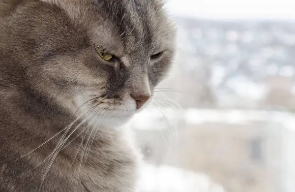 Gatto Grigio Vicino Sembra Triste Verso Basso — Foto Stock