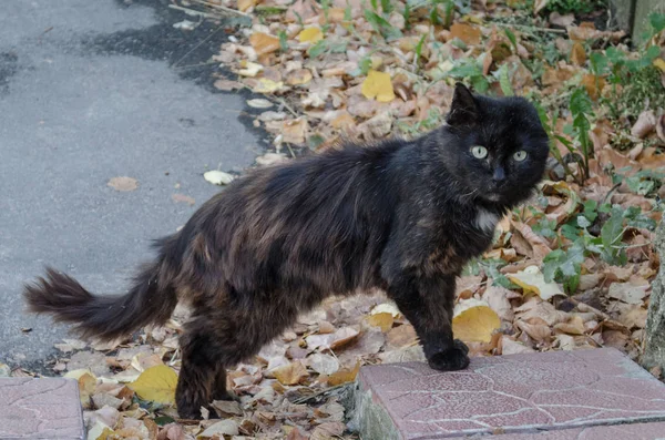 Tek kulaklı kara sokak kedisi — Stok fotoğraf