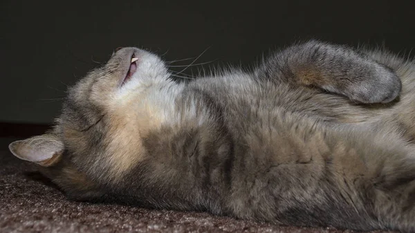 Gris adulto mestizo gato se encuentra en el suelo estirando las patas delanteras — Foto de Stock