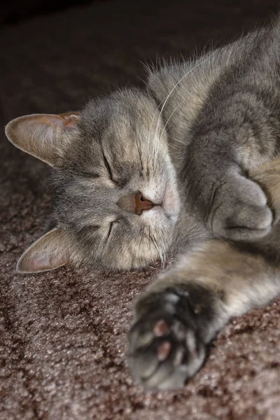 แมวมองเกรย์ผู้ใหญ่นอนบนพื้นยืดอุ้งเท้าด้านหน้า — ภาพถ่ายสต็อก