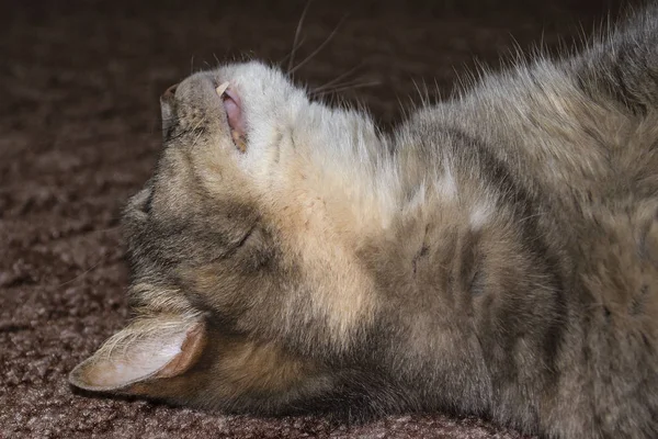 Grijze volwassen bastaard kat ligt op de vloer rekken van de voorpoten — Stockfoto